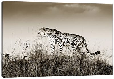 Crouching Cheetah Canvas Art Print - Sepia Photography