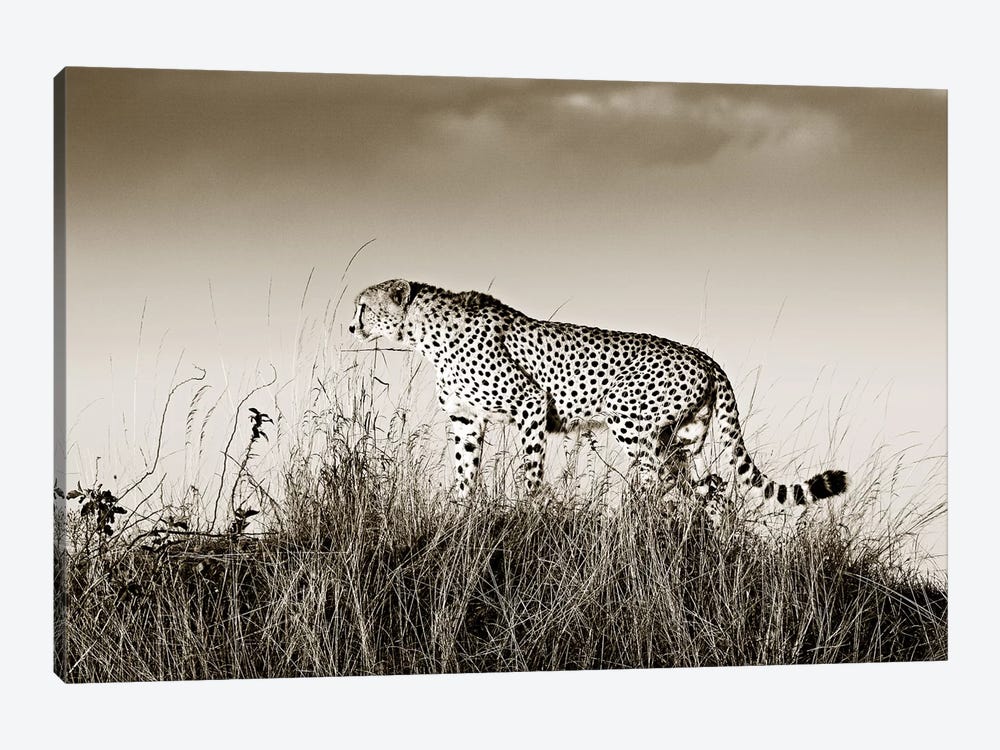 Crouching Cheetah by Klaus Tiedge 1-piece Canvas Wall Art