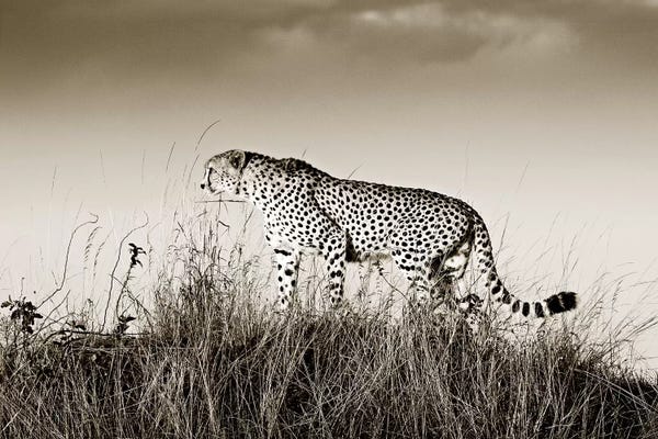 Klaus Tiedge: Crouching Cheetah by Klaus Tiedge