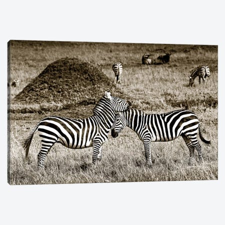 Cuddly Zebras Canvas Print #KTI63} by Klaus Tiedge Canvas Print