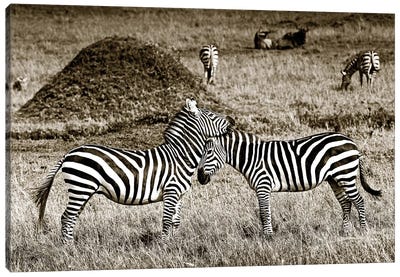 Cuddly Zebras Canvas Art Print - Sepia Photography