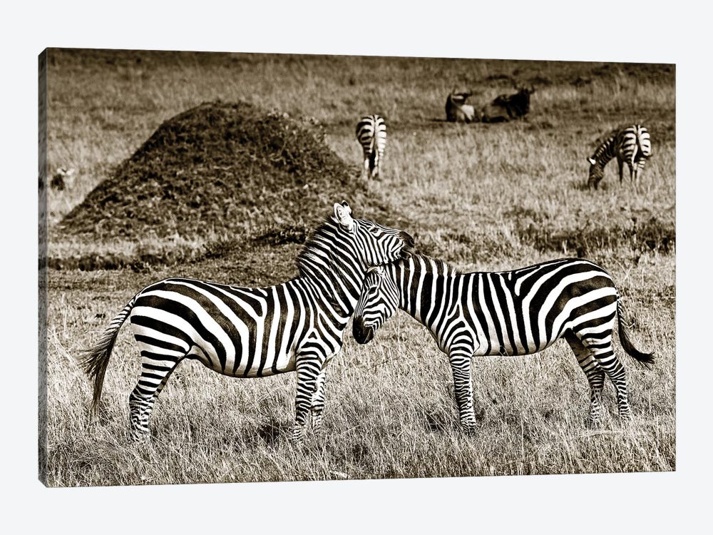 Cuddly Zebras by Klaus Tiedge 1-piece Canvas Art Print