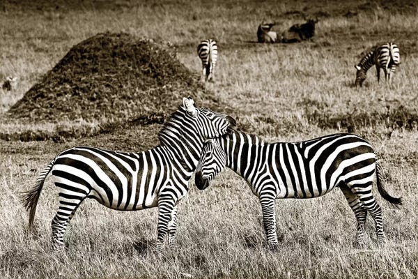 Klaus Tiedge: Cuddly Zebras by Klaus Tiedge