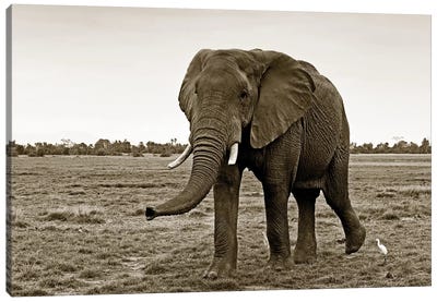 Curious Elephant Canvas Art Print - Sepia Photography