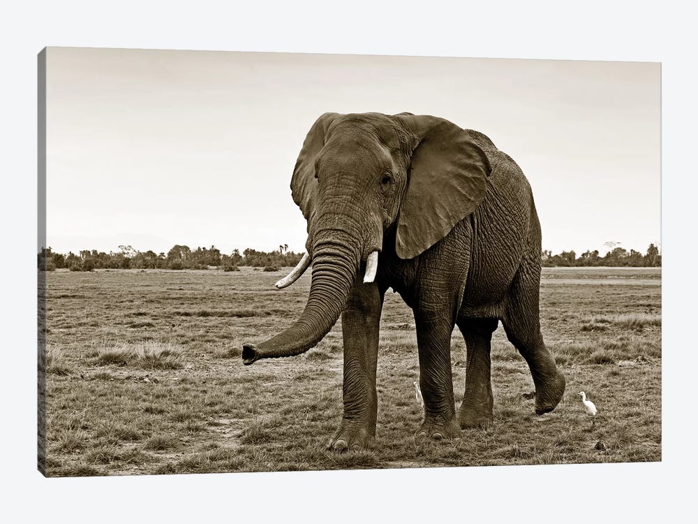 Curious Elephant by Klaus Tiedge 1-piece Canvas Art
