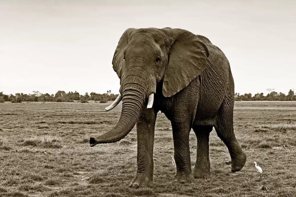 Klaus Tiedge: Curious Elephant by Klaus Tiedge