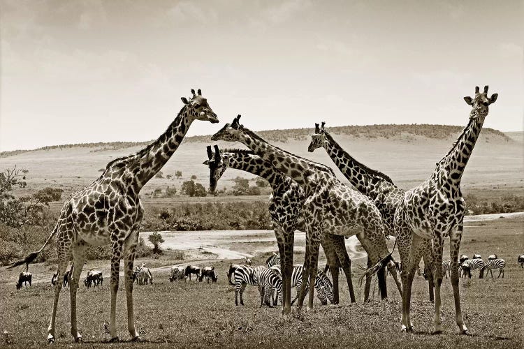 Gathering Giraffes