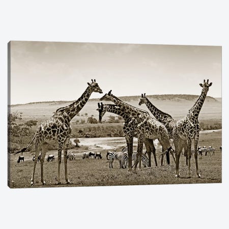 Gathering Giraffes Canvas Print #KTI65} by Klaus Tiedge Canvas Wall Art