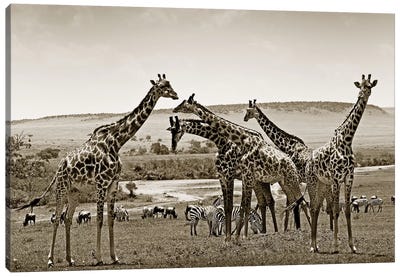 Gathering Giraffes Canvas Art Print