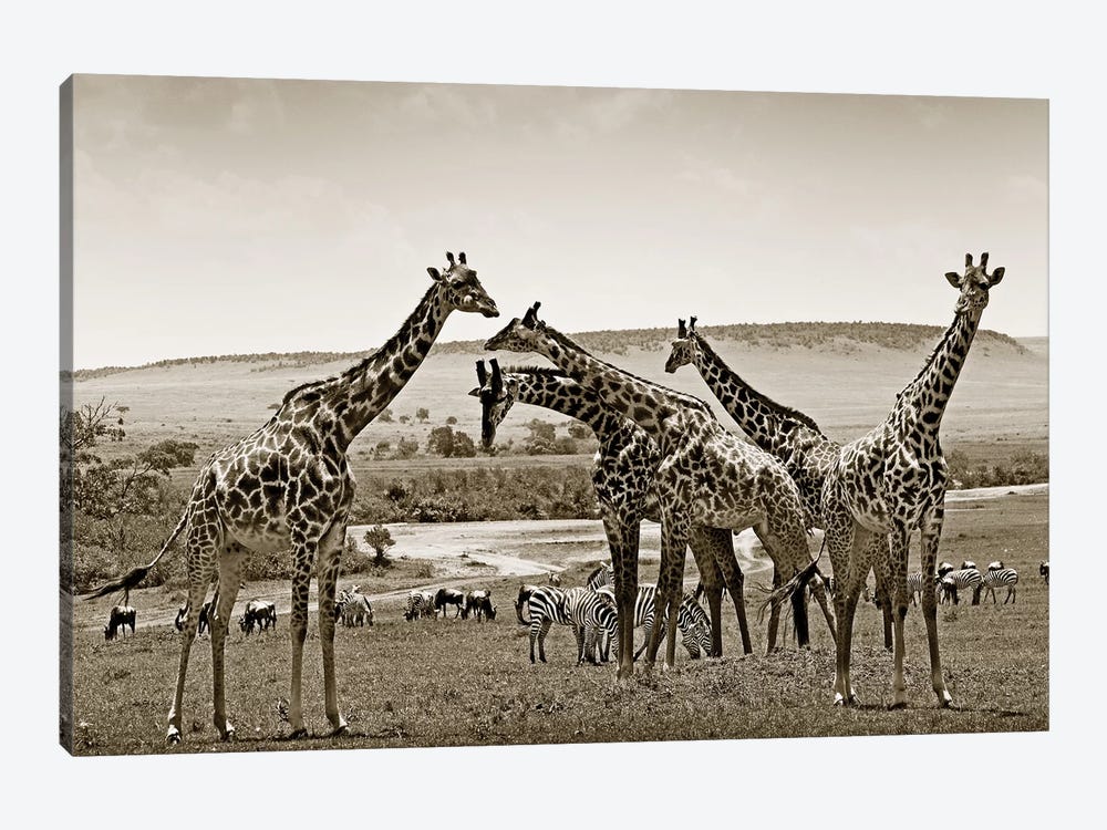 Gathering Giraffes by Klaus Tiedge 1-piece Canvas Art Print