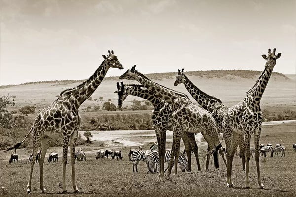 Klaus Tiedge: Gathering Giraffes by Klaus Tiedge