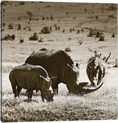 Grazing Rhinos Canvas Art Print - Rhinoceros Art