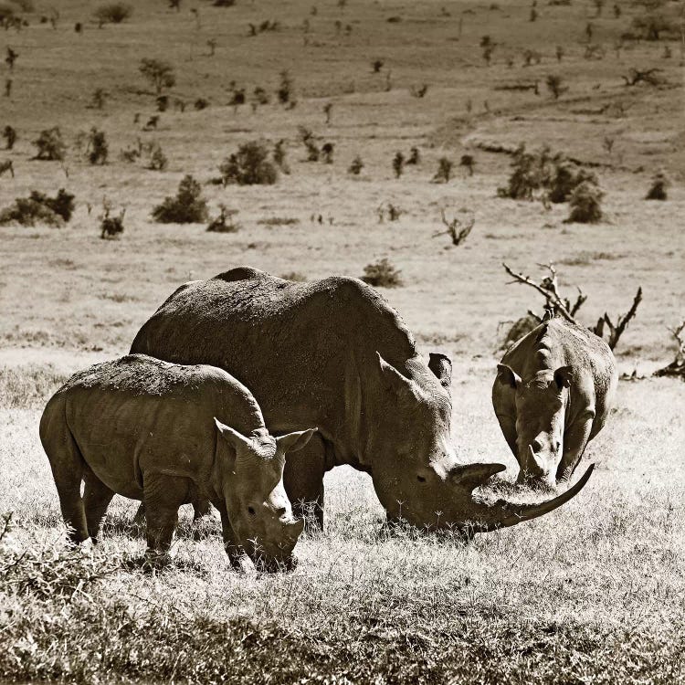 Grazing Rhinos