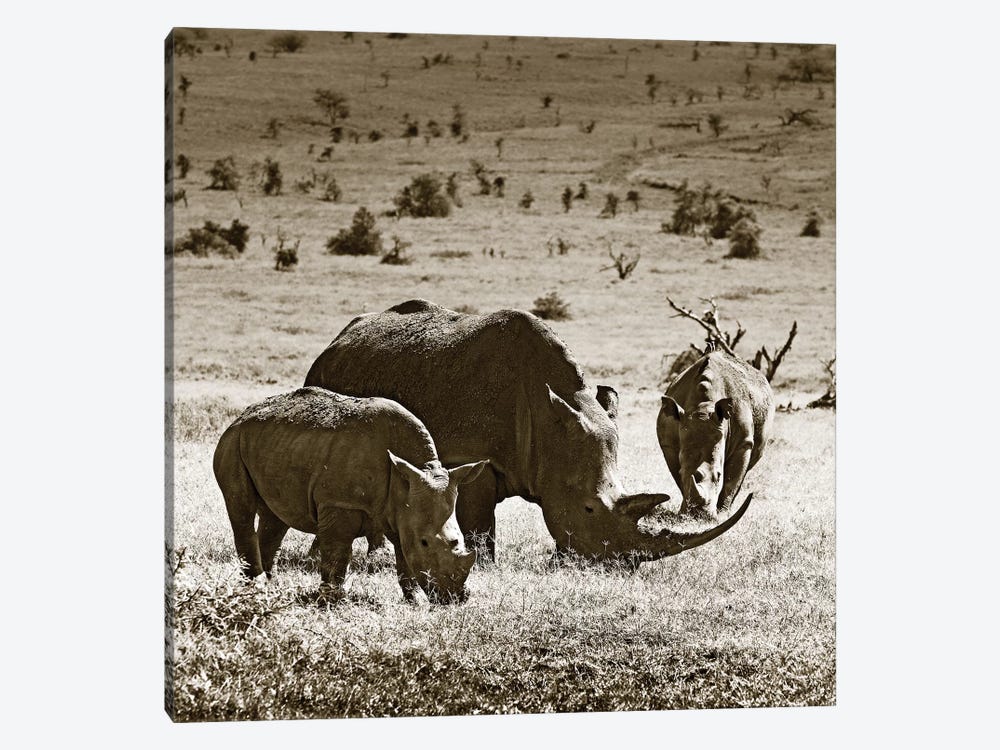 Grazing Rhinos by Klaus Tiedge 1-piece Canvas Wall Art