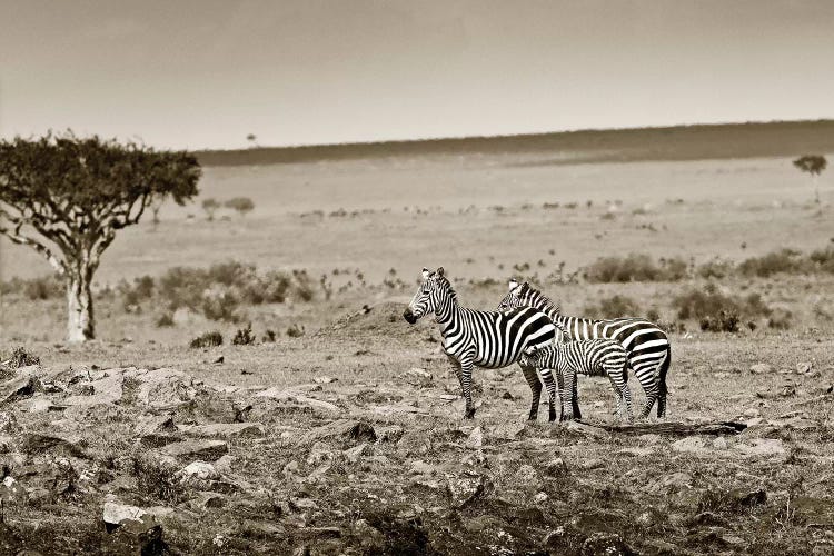 Harmonizing Zebra family