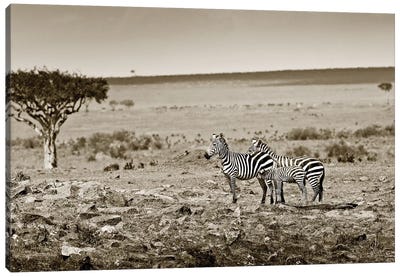 Harmonizing Zebra family Canvas Art Print - Sepia Photography