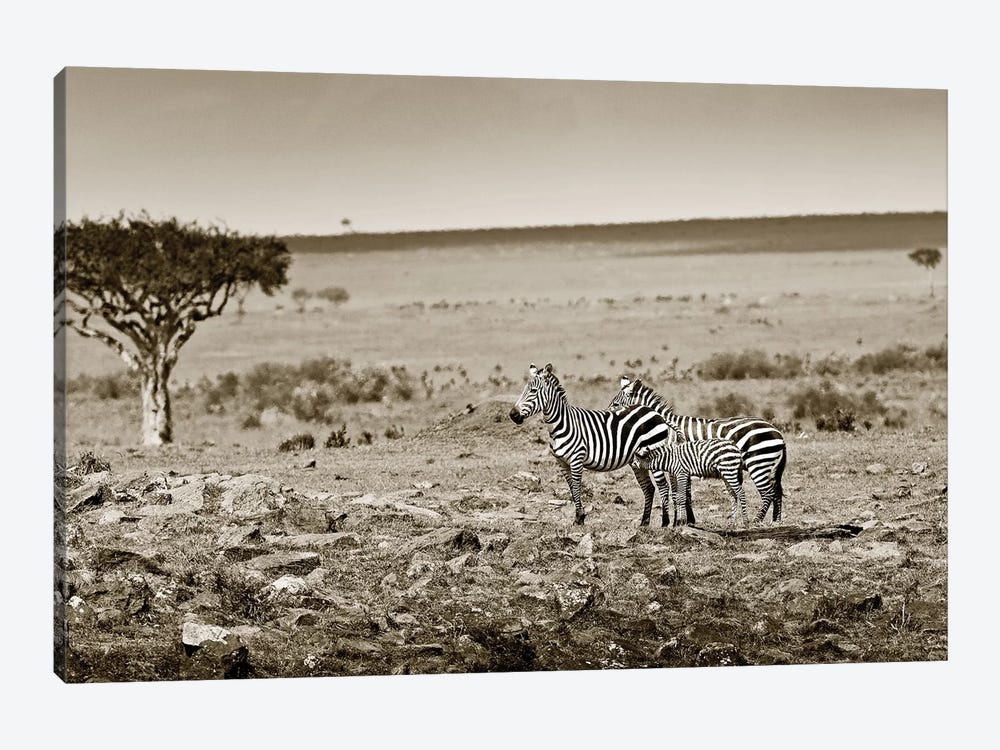 Harmonizing Zebra family by Klaus Tiedge 1-piece Art Print