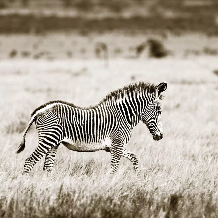 Innocent Zebra