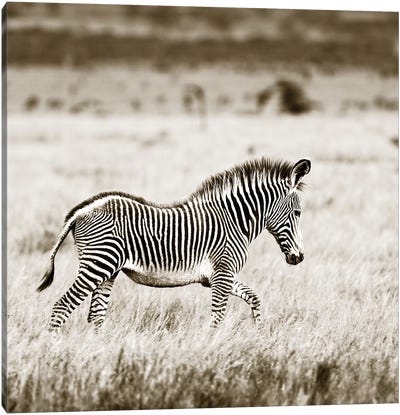 Innocent Zebra Canvas Art Print - Klaus Tiedge