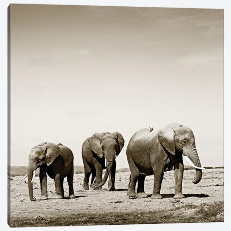 Lumbering Elephants Canvas Print #KTI69} by Klaus Tiedge Canvas Print