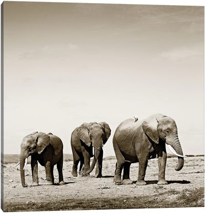 Lumbering Elephants Canvas Art Print - Sepia Photography