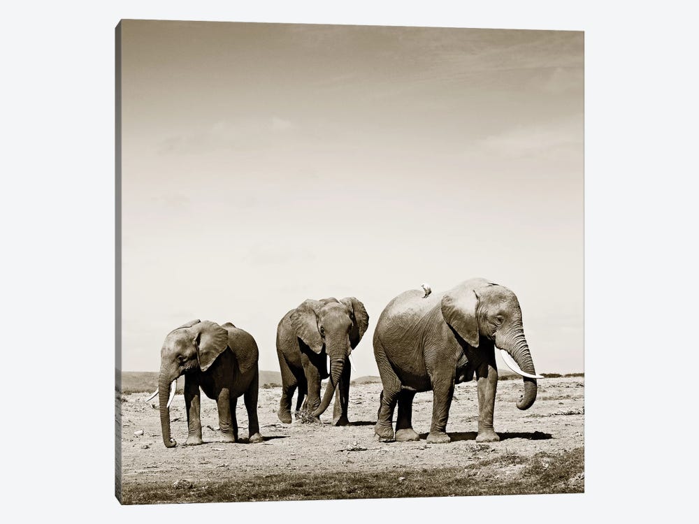 Lumbering Elephants by Klaus Tiedge 1-piece Canvas Art Print