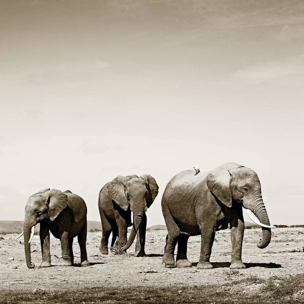 Klaus Tiedge: Lumbering Elephants by Klaus Tiedge