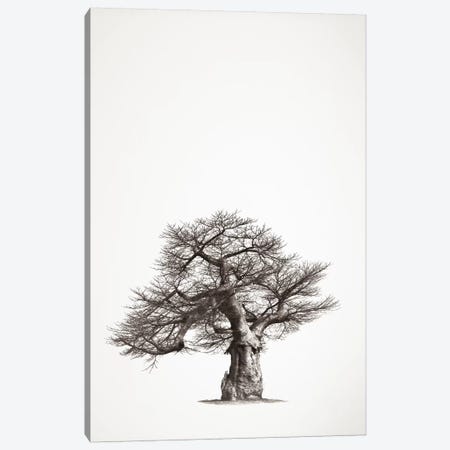 Baobab Legacy I Canvas Print #KTI6} by Klaus Tiedge Canvas Art