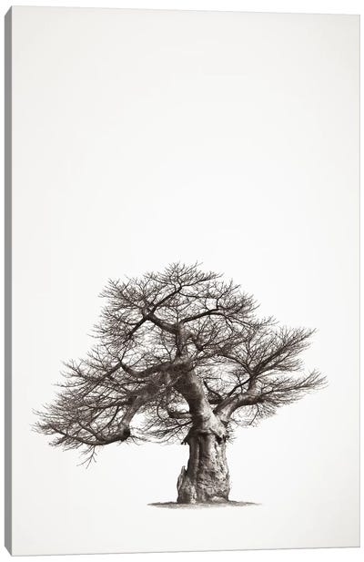 Baobab Legacy I Canvas Art Print - Klaus Tiedge