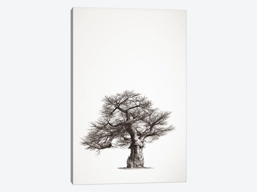 Baobab Legacy I by Klaus Tiedge 1-piece Canvas Print