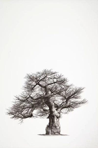 Klaus Tiedge: Baobab Legacy I by Klaus Tiedge