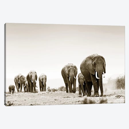 Marching Elephants Canvas Print #KTI70} by Klaus Tiedge Canvas Wall Art