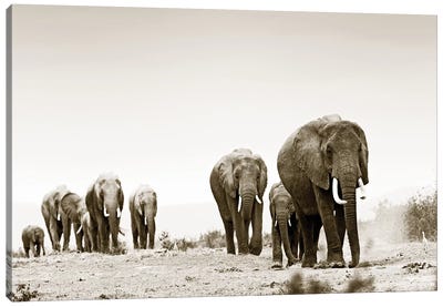 Marching Elephants Canvas Art Print - Sepia Photography