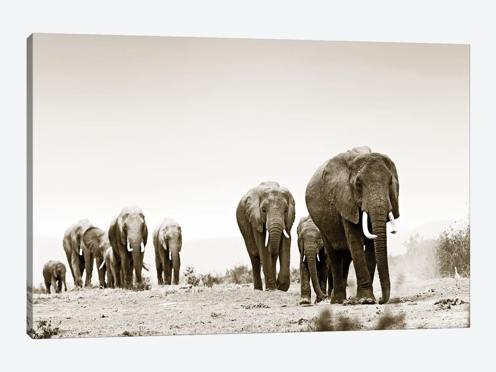 Marching Elephants by Klaus Tiedge 1-piece Canvas Print