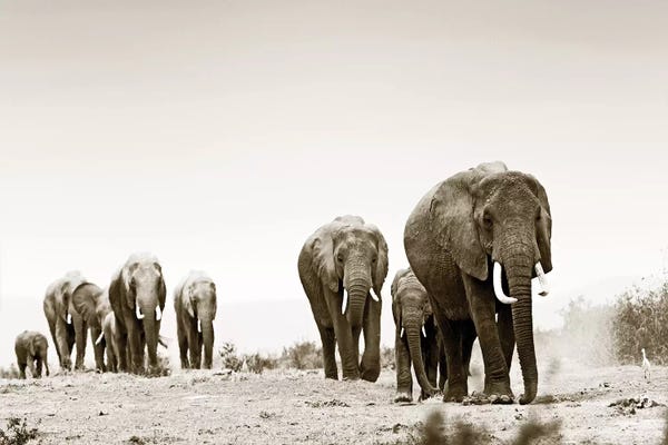 Klaus Tiedge: Marching Elephants by Klaus Tiedge