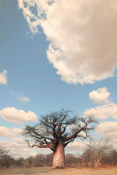 Naye Naye Baobab I by Klaus Tiedge framed wall art