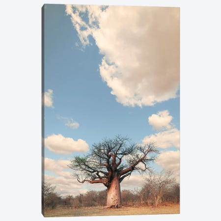 Naye Naye Baobab I Canvas Print #KTI71} by Klaus Tiedge Canvas Wall Art