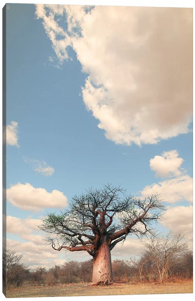 Naye Naye Baobab I Canvas Art Print - Klaus Tiedge