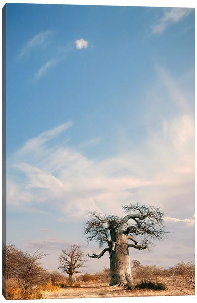 Naye Naye Baobab II Canvas Art Print - Klaus Tiedge