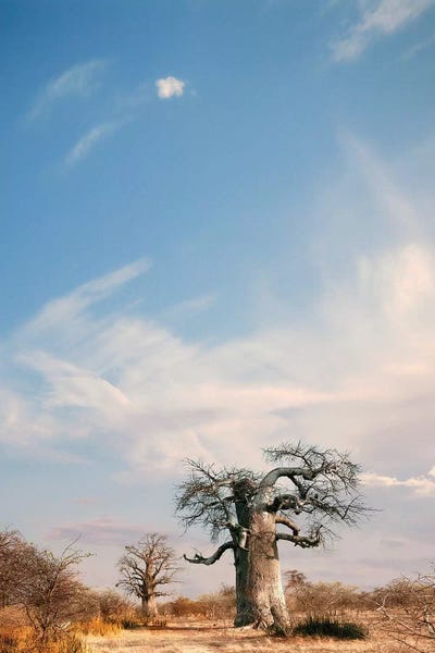 Klaus Tiedge: Naye Naye Baobab II by Klaus Tiedge