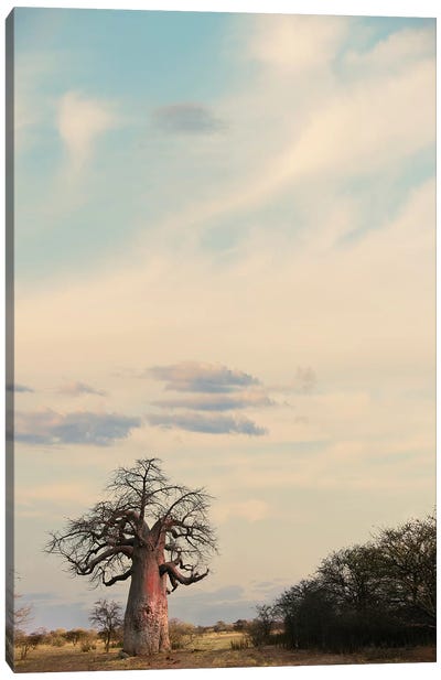 Naye Naye Baobab III Canvas Art Print - Klaus Tiedge