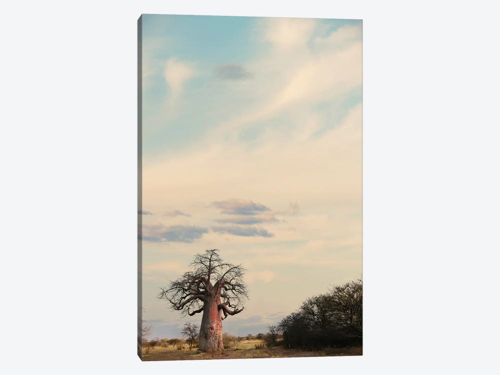 Naye Naye Baobab III by Klaus Tiedge 1-piece Canvas Artwork