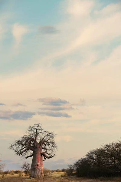 Klaus Tiedge: Naye Naye Baobab III by Klaus Tiedge