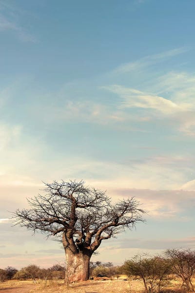 Naye Naye Baobab IV by Klaus Tiedge framed wall art