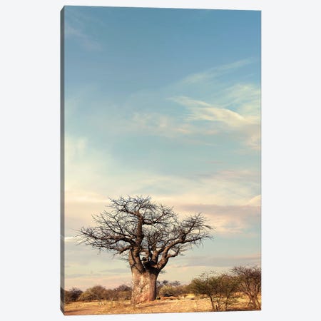 Naye Naye Baobab IV Canvas Print #KTI74} by Klaus Tiedge Canvas Print