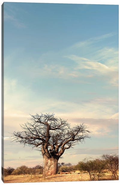 Naye Naye Baobab IV Canvas Art Print - Klaus Tiedge