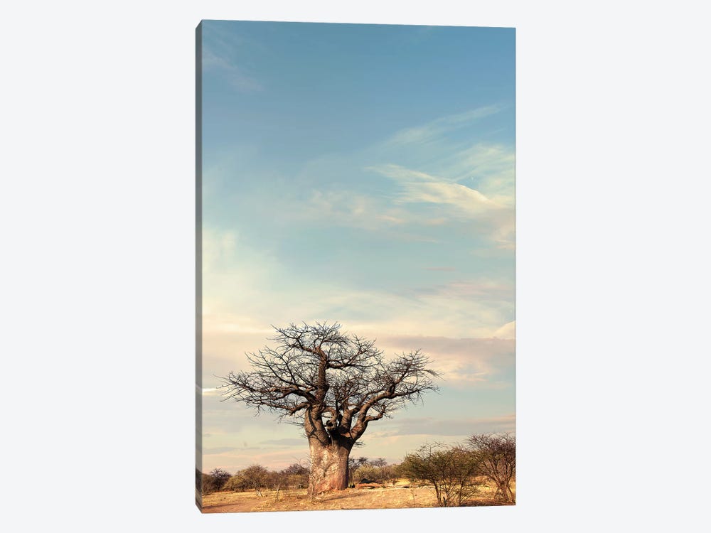 Naye Naye Baobab IV by Klaus Tiedge 1-piece Canvas Print