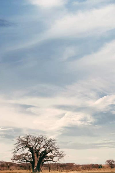 Naye Naye Baobab V by Klaus Tiedge framed wall art