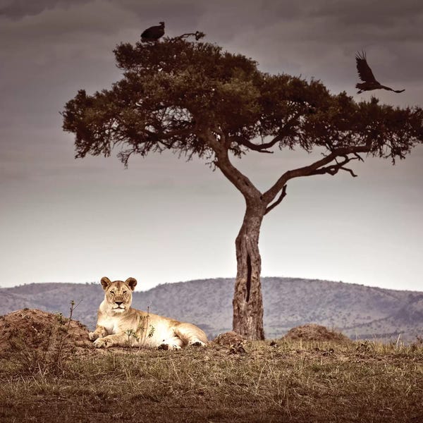 Klaus Tiedge: Observance I by Klaus Tiedge