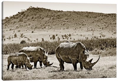 Peaceful Rhinos Canvas Art Print - Sepia Photography
